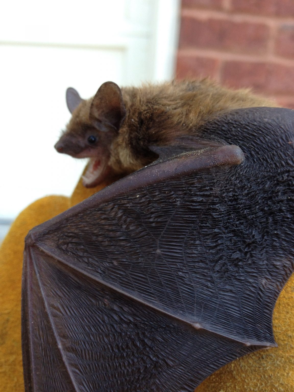 Bat Removal & Control Bat Removal Experts